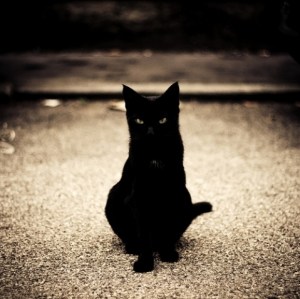 Black cat